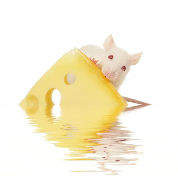 흰 배경에 있는 쥐 — 스톡 사진