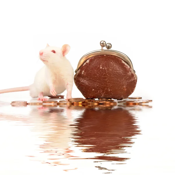 Ratte auf weißem Hintergrund — Stockfoto