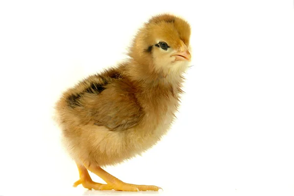Chick — Stock Photo, Image