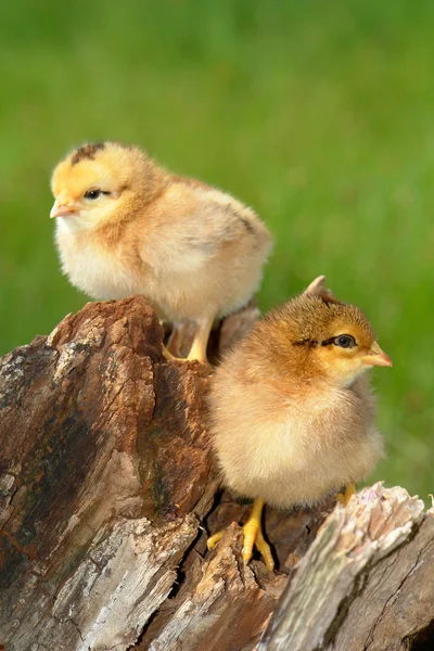 Chick. — Foto de Stock