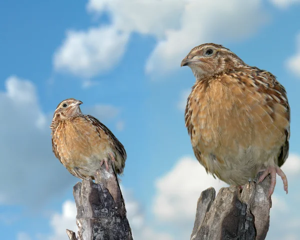 stock image Partridge