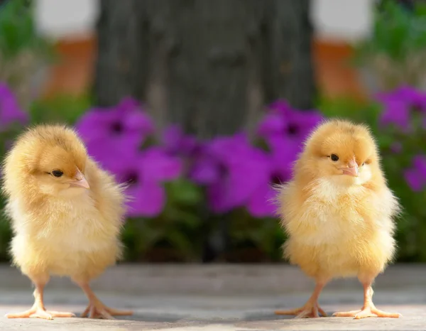 stock image Chick