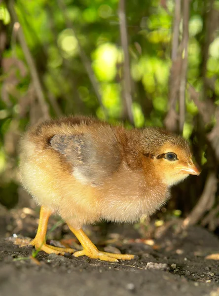 Chick — Stock Photo, Image