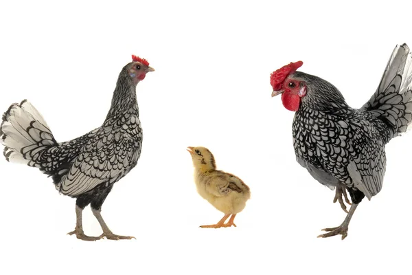 Gallina y polla —  Fotos de Stock