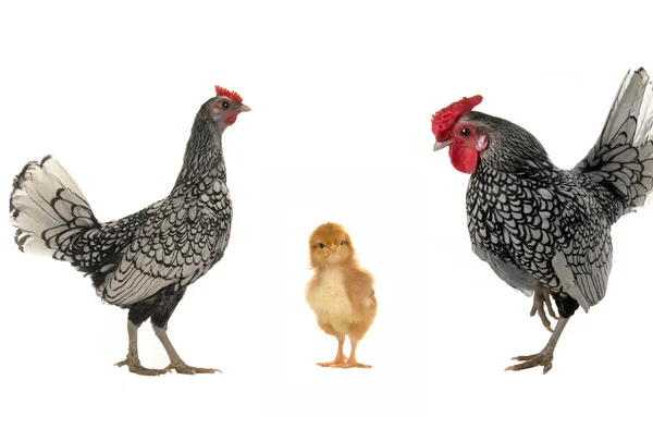 Hen and cock — Stock Photo, Image