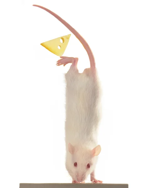 Rato sobre um fundo branco — Fotografia de Stock