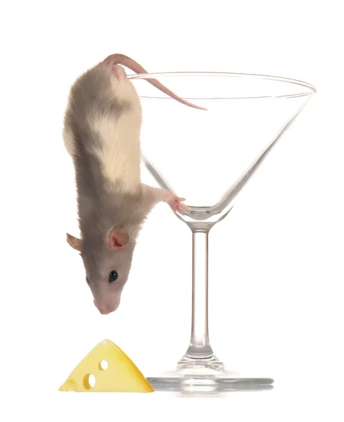 Rat on a white background — Stock Photo, Image