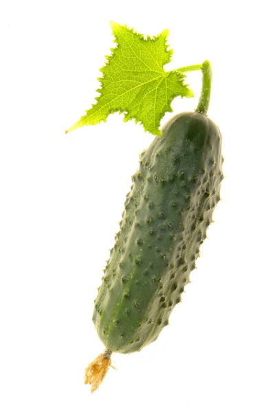 stock image Cucumber