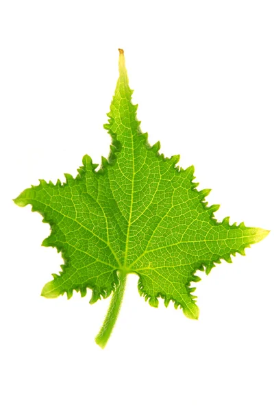 Огурец листьев — стоковое фото