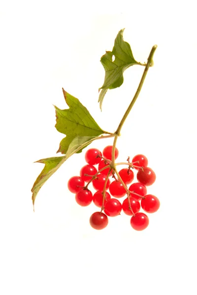 Guelder Rózsa — Stock Fotó