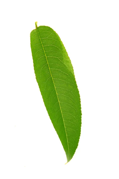 Şeftali yaprak — Stok fotoğraf