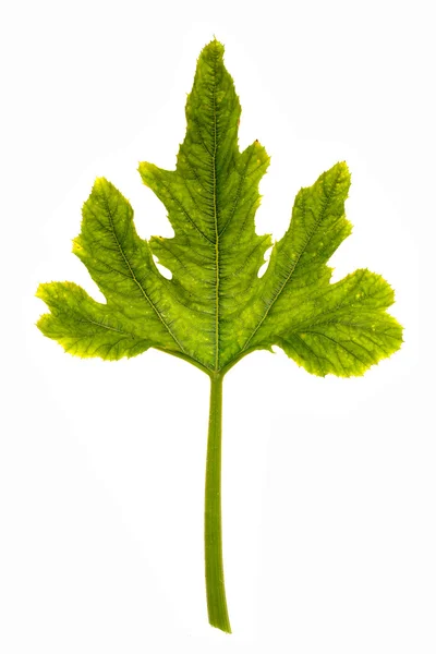 Гарбуз листя — стокове фото
