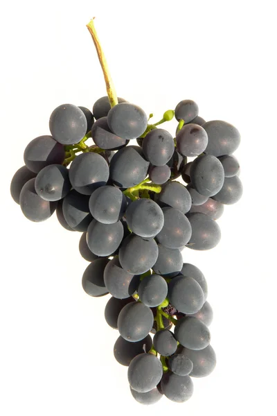 Uvas — Foto de Stock