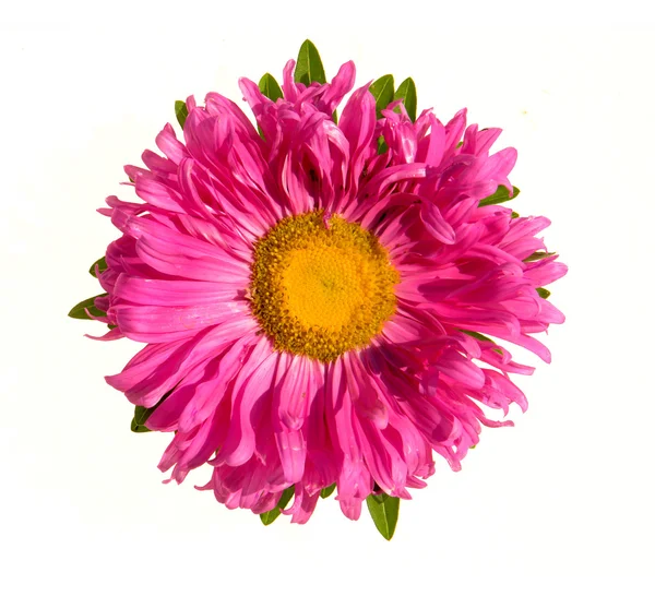 Aster λουλούδι — Φωτογραφία Αρχείου