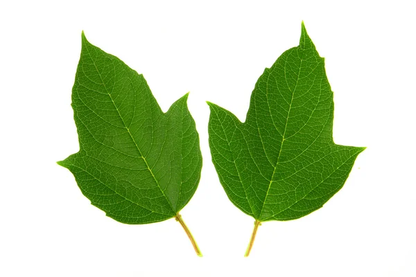Guelder-rose leaf — Stockfoto