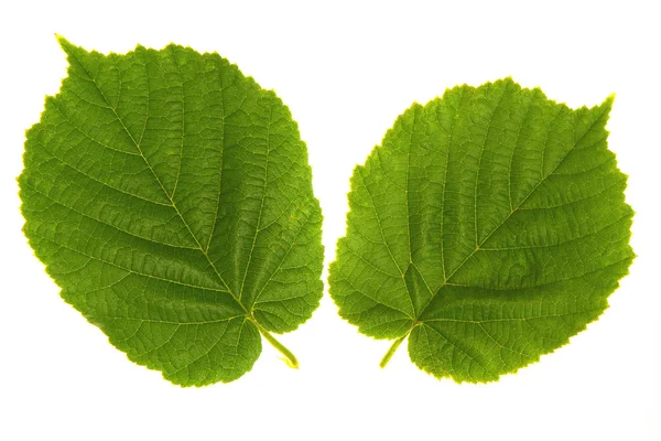 Wood nut leaf — Stock Photo, Image