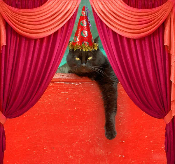 Schwarze Katze auf rotem Hintergrund — Stockfoto