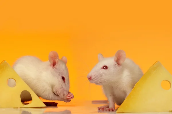 Крыса на желтом фоне — стоковое фото