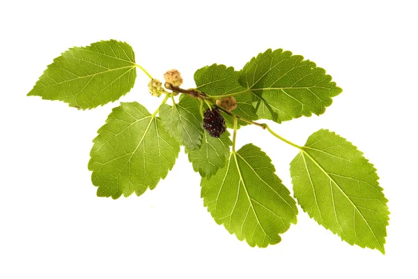 Mulberry, — Stock Photo, Image