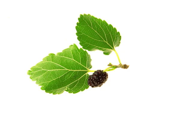 Mulberry, — Stockfoto