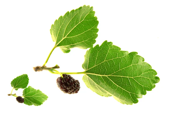 Mulberry, — Stock Photo, Image