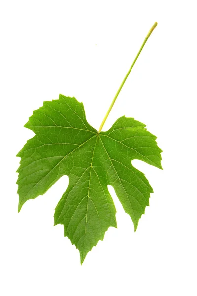 Foglia d'uva — Foto Stock