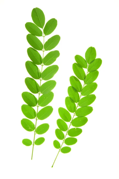 Acacia leaf — Stock Photo, Image