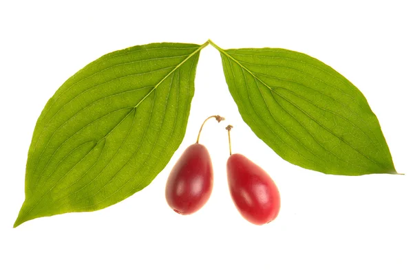 Cornelian cherry leaf — Stock Photo, Image