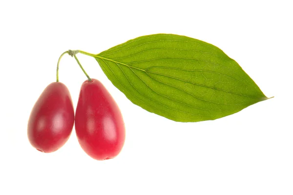 Liść wiśni Sardy — Zdjęcie stockowe
