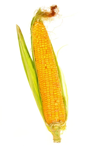 Maissi — kuvapankkivalokuva