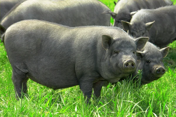 Pig big — Stock Photo, Image