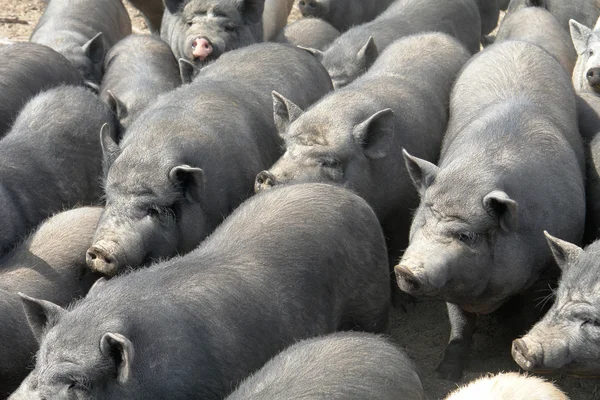 Schweine groß — Stockfoto