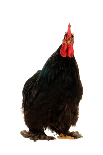 Cock — Stock Photo, Image