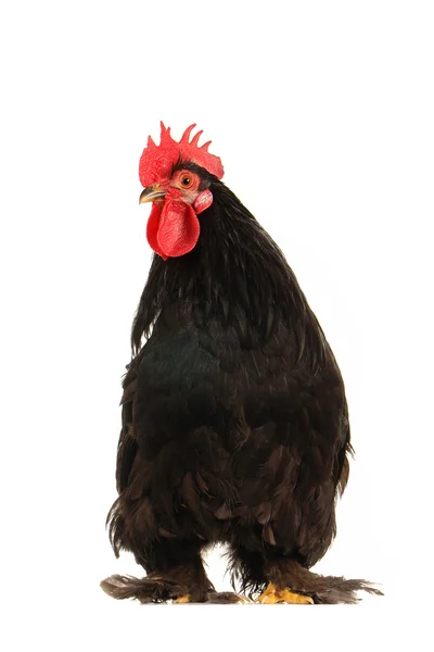 Cock — Stock Photo, Image