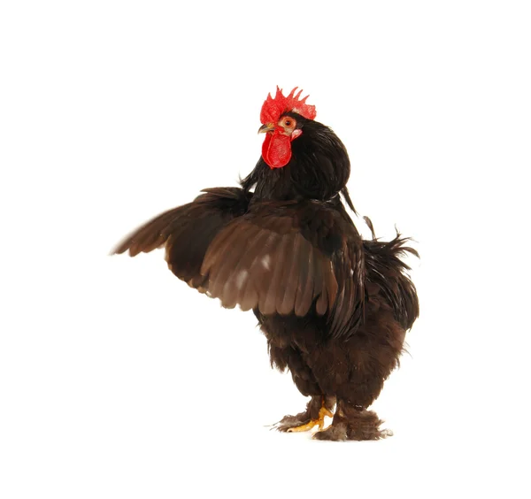 Cock and hen — Stock Photo, Image