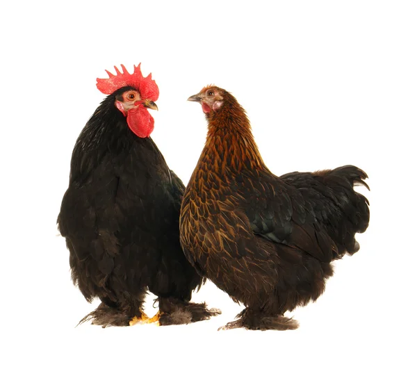 Polla y gallina — Foto de Stock