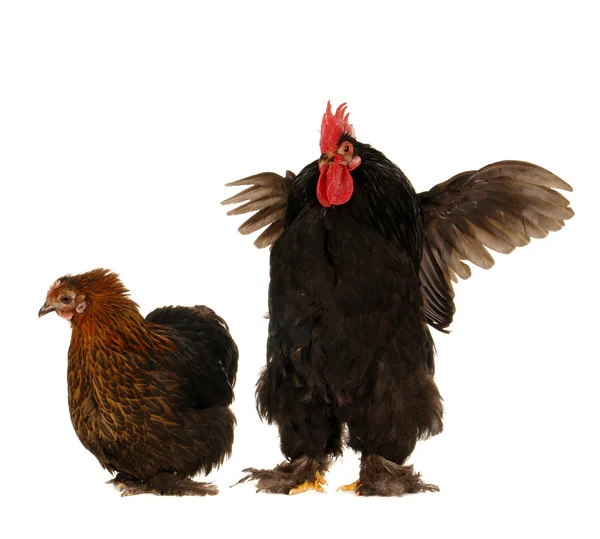 Cock and hen — Stock Photo, Image