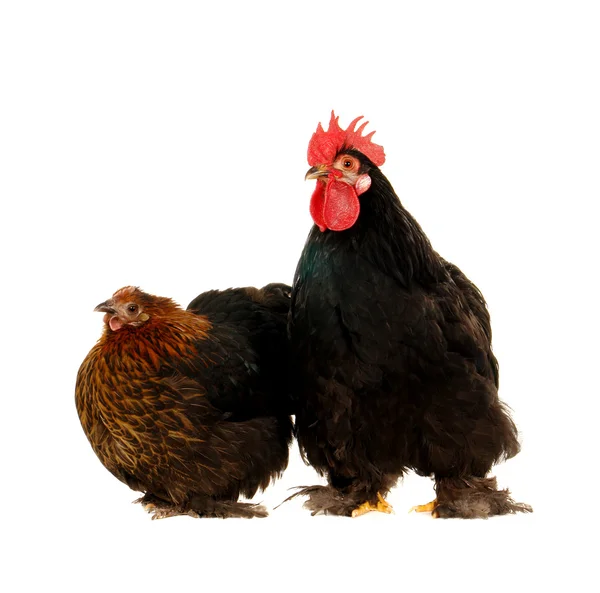 Galo e galinha — Fotografia de Stock