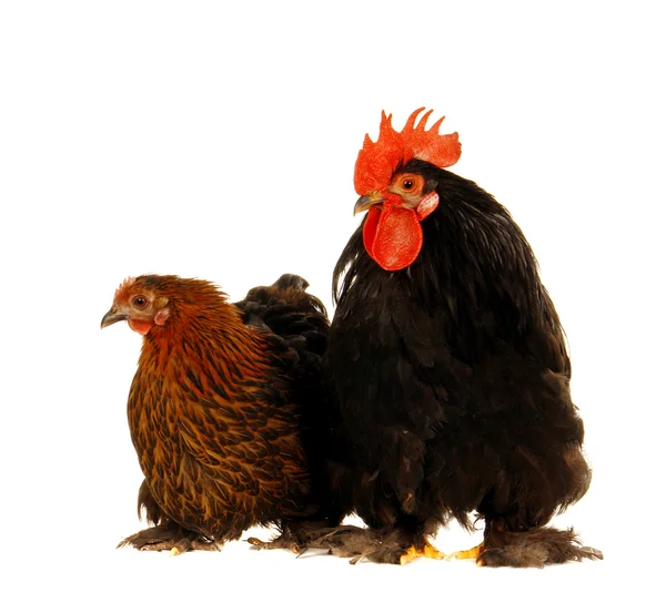 公鸡和母鸡 — 图库照片