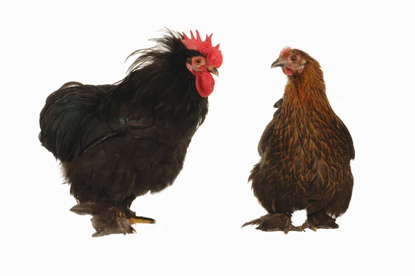Polla y gallina — Foto de Stock