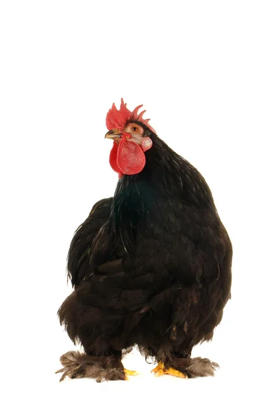 Black cock — Stock Photo, Image