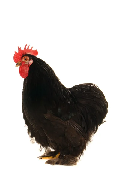 Black cock — Stock Photo, Image