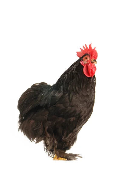Polla negra — Foto de Stock