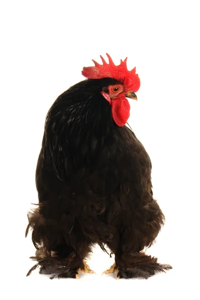 Polla negra — Foto de Stock