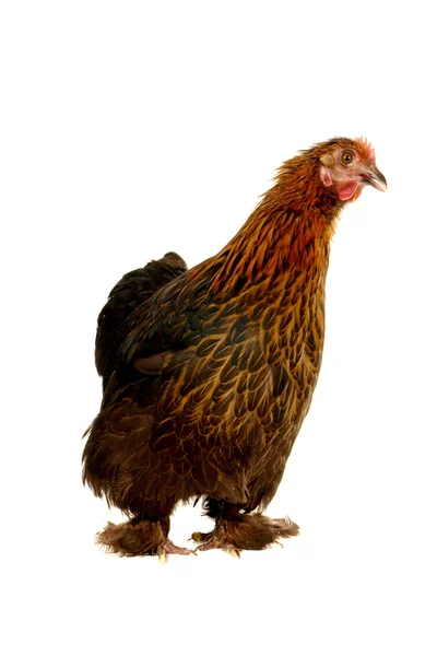 Чёрная курица — стоковое фото
