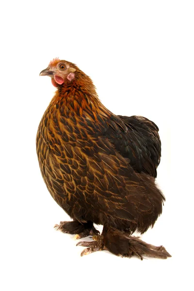 Ayam hitam — Stok Foto
