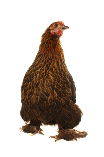 Чёрная курица — стоковое фото