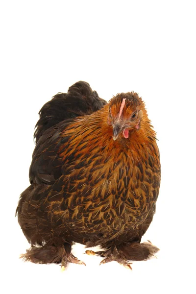 Zwarte kip — Stockfoto