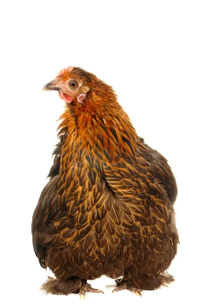 Black hen — Stock Photo, Image