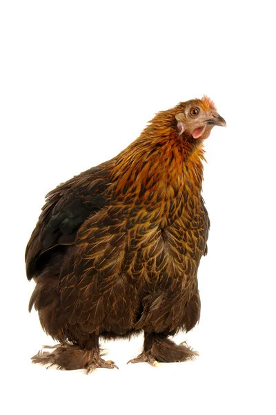 Siyah tavuk — Stok fotoğraf